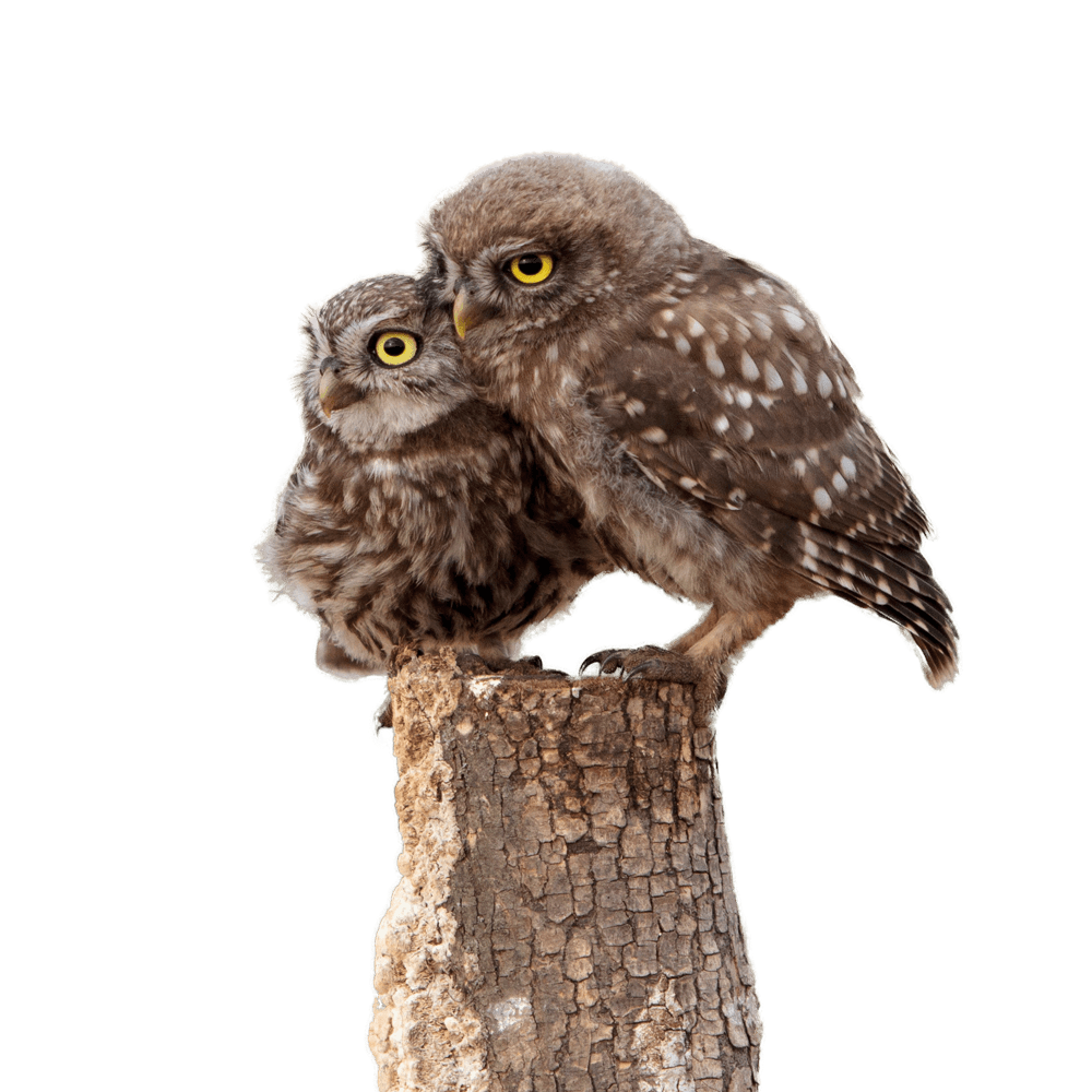 About owl