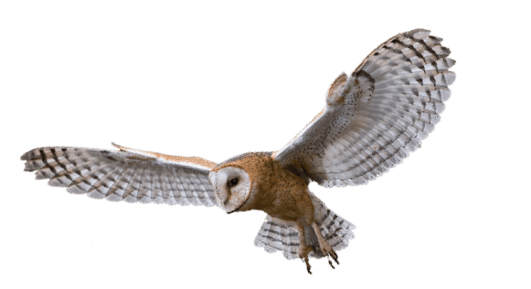 Variable owl